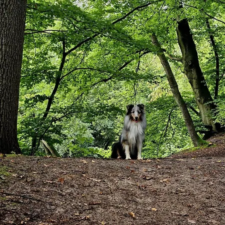 Diemelblick 37 - Sauna, Terrasse Bis Zu 4 Personen Ferienhaus Heringhausen