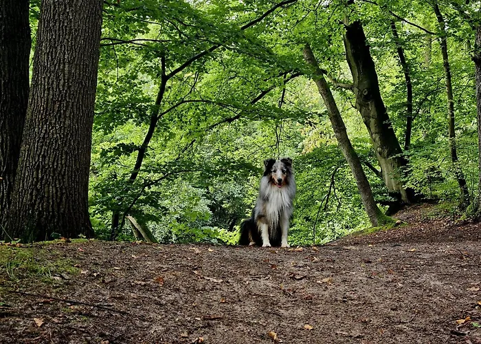 Diemelblick 37 - Sauna, Terrasse Bis Zu 4 Personen Tatil Evi Heringhausen